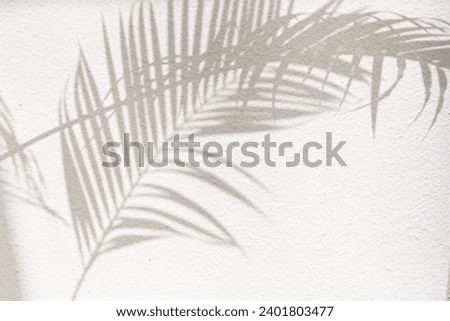 abstract background of shadows palm leaf on a white wall.
