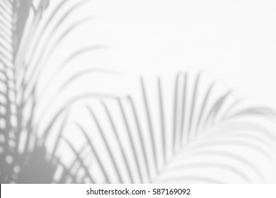 abstract background of shadows palm leaves on a white wall. White and Black - Powered by Shutterstock