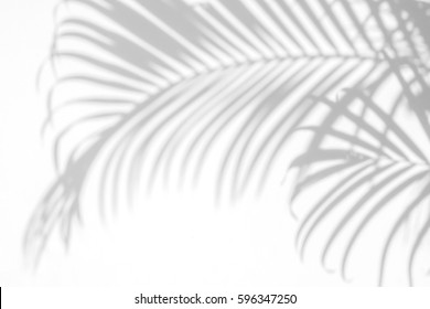 abstract background of shadows palm leaves on a white wall. White and Black. - Shutterstock ID 596347250