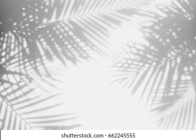 abstract background of shadows palm leaves on a white wall. White and Black - Shutterstock ID 662245555