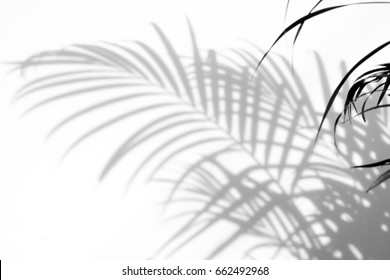 Abstract Background Of Shadows Palm Leaves On A White Wall. White And Black