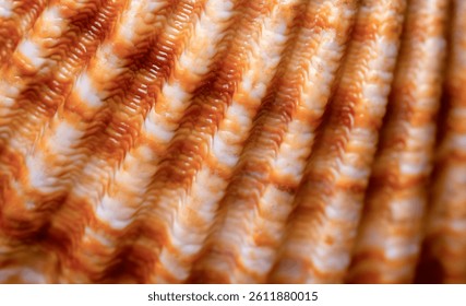 Abstract background shell macro texture. Scallop shell texture close-up