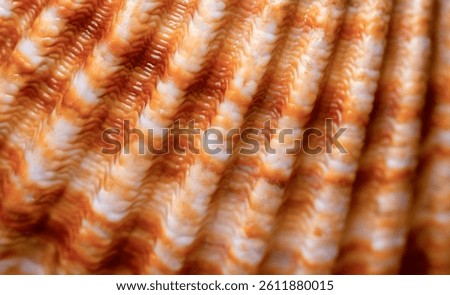 Abstract background shell macro texture. Scallop shell texture close-up