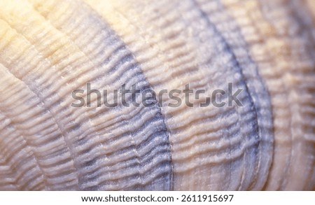 Abstract background shell macro texture. Scallop shell texture close-up