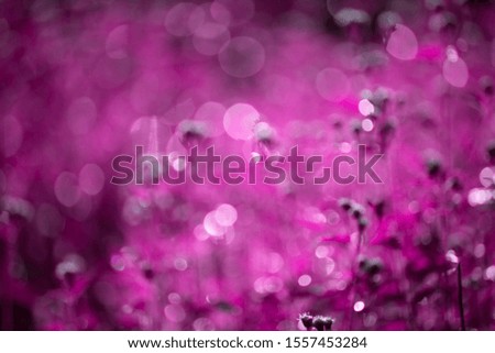 Similar – Image, Stock Photo cherry blossom festival