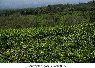 abstract background of a tea leaf garden view - Shutterstock ID 2366860883