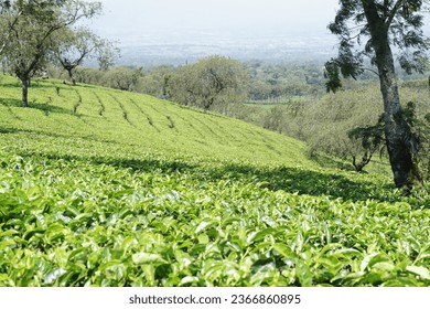 abstract background of a tea leaf garden view - Shutterstock ID 2366860895