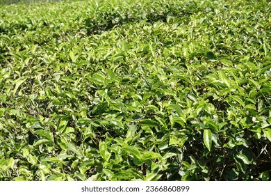 abstract background of a tea leaf garden view - Shutterstock ID 2366860899