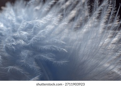 Abstract background texture - closeup of soft light blue silk feathers
