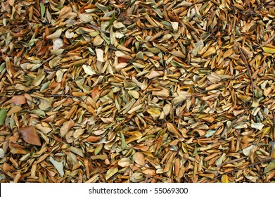 Abstract Background Texture Of Fallen Leaves On A Jungle Floor