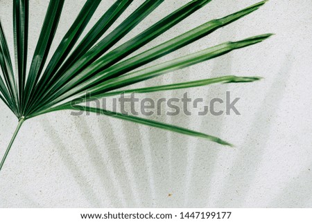 abstract background texture of shadows palm leaves on a concrete wall