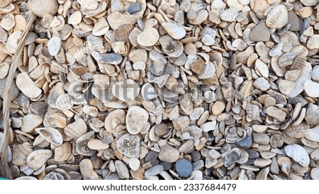 Abstract background and texture of shell pieces. Texture, pattern, frame and copy space. Assorted broken seashells on beach sand