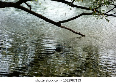 Abstract background with tree branches relate to water