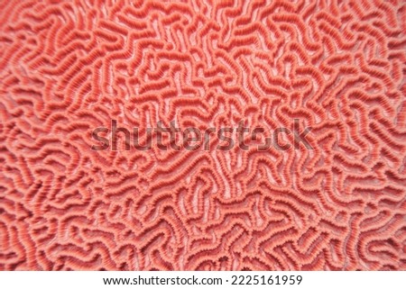 Abstract background in trendy coral color - Organic texture of the hard brain coral 