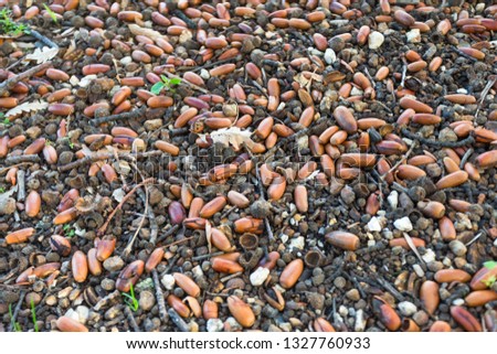 Abstract and background or wallpaper of acorns from an oak tree with sticks, leaves, acorn cups, stones and twigs on the gravel paving under a tree during Autumn or Fall season