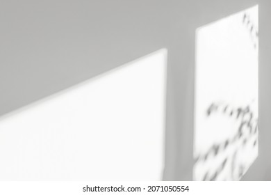 Abstract background with window shadow and sunlight on a gray concrete wall. Mockup for presentation, screensaver with plant reflection and window frame.