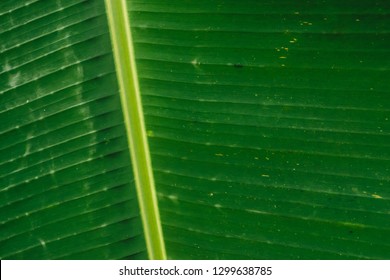 Abstract banana leaf texture, large palm foliage nature  green background, green leaves vintage tone.