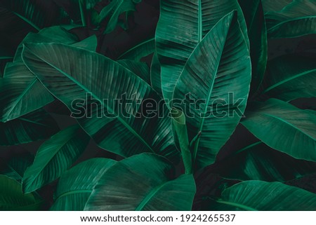 abstract banana leaf texture, tropical leaf foliage nature dark green background