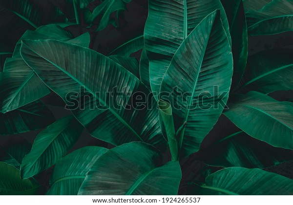 abstract banana leaf texture, tropical leaf\
foliage nature dark green\
background