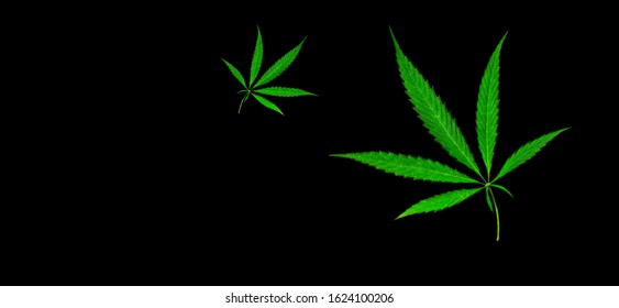 Download Marijuana Mockup High Res Stock Images Shutterstock