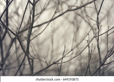 Abstract of  bare branches.