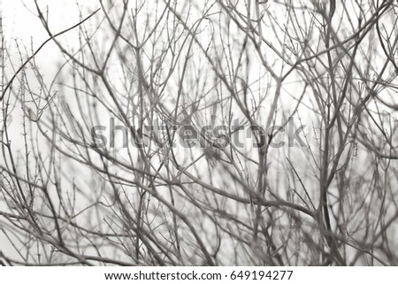 Abstract of  bare branches.