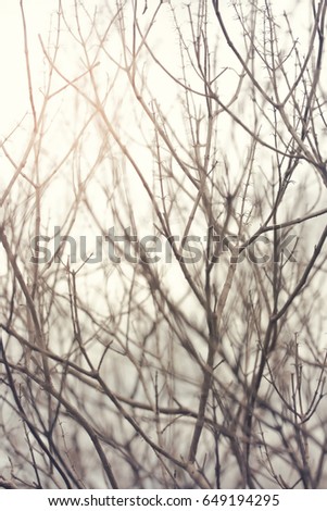 Abstract of  bare branches.