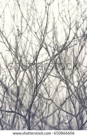 Abstract of  bare branches.