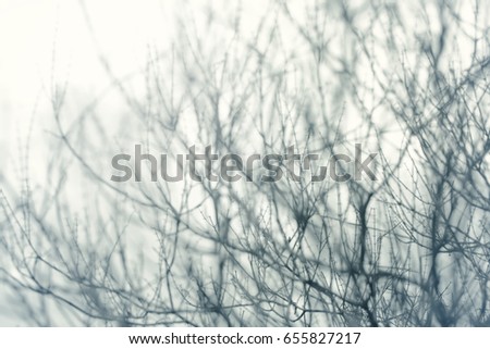 Abstract of  bare branches.