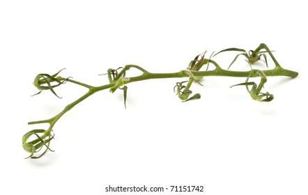 Abstract Bare Tomato Vine From Low Perspective Isolated On White.