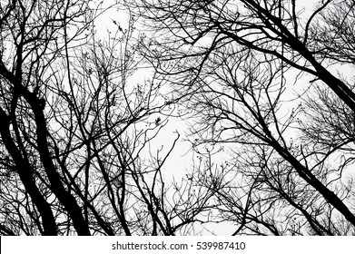 Abstract Bare Tree Branches