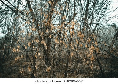 abstract beautiful dried dangling maple tree seed fruits helicopters whirlybirds beautiful nature transcendent background. tranquil stark beauty landscape. art photography.