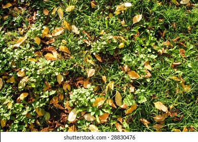 abstract  beautiful grass background