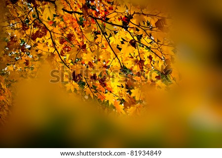 Similar – Herbstfoto Natur Himmel