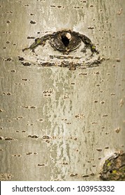 Abstract Beech Tree Bark With Eye Design