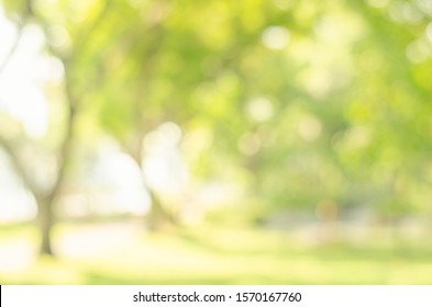 abstract bio green blur nature background trees lush foliage in the park at morning with sunlight. - Shutterstock ID 1570167760