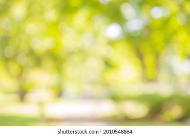abstract bio green blur nature background trees lush foliage in the park at morning with sunlight. - Shutterstock ID 2010548864