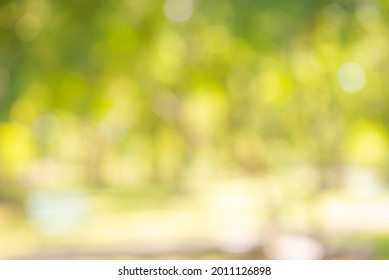 abstract bio green blur nature background trees lush foliage in the park at morning with sunlight. - Shutterstock ID 2011126898