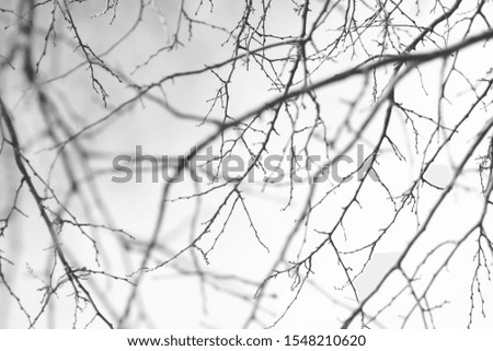 Similar – Image, Stock Photo ghost Autumn Plant Leaf