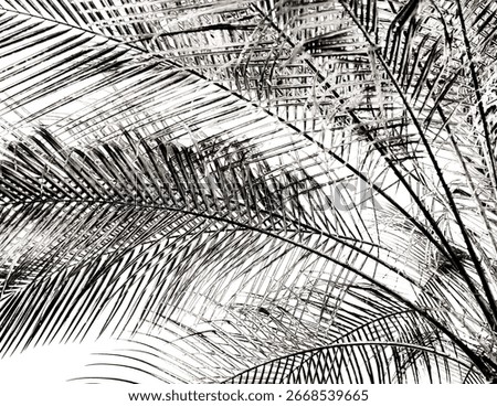 Abstract black and white composition of overlapping palm fronds, creating a bold tropical pattern with strong lines and natural texture.