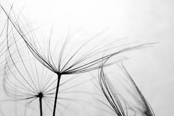 Abstract Black And White Dandelion Background. Macro Image Of Dandelion Seed Heads With Lace-like Patterns. Soft Focus Dandelion
