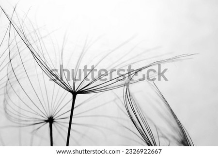 Abstract black and white dandelion background. Macro image of dandelion seed heads with lace-like patterns. Soft focus dandelion