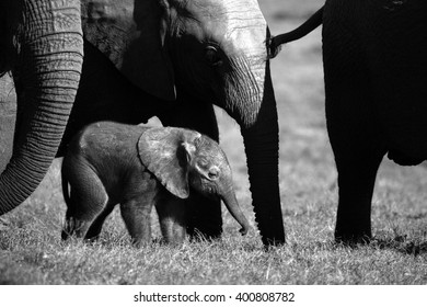 Abstract Black White Image Baby Elephant Stock Photo 400808782 ...