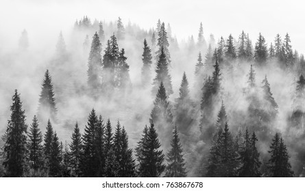 Abstract black and white landscape with fog in the forest