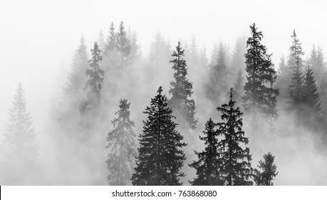 Abstract Black And White Landscape With Fog In The Forest