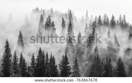 Abstract black and white landscape with fog in the forest