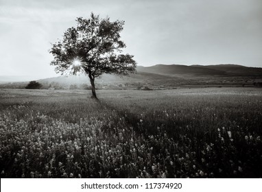 abstract  black and white landscape with lonely tree