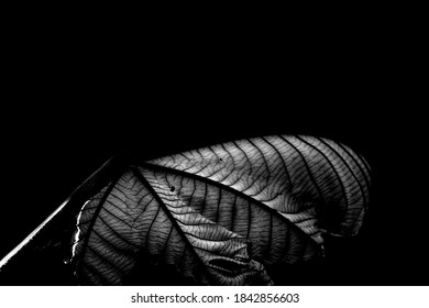 Abstract Black And White Photography 