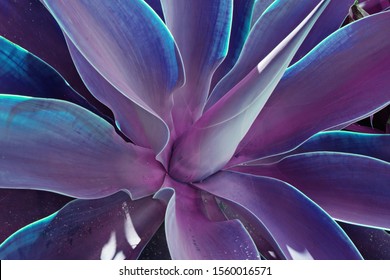 Abstract blue bloomed agave leaves floral pattern. Beautifully like lotus flower. Fantasy floral pattern agave plant succulent cactus concept