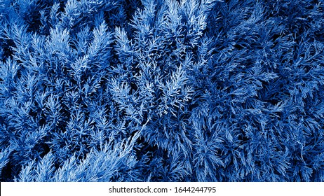 Abstract Blue Cypress Foliage Background